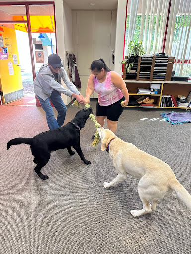 Students playing rope pull with our dogs on campus. 